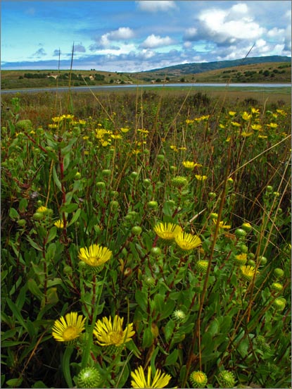 sm 090806.20.jpg - Gum plants next to Drakes Bay florish at this time of year.